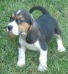 Beagle Welpen m.Papiere