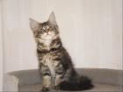 Maine Coon Katzenkinder