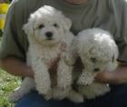 Bichon Frise Welpen im Teddylook