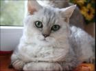 Selkirk Rex Schmusekaterchen *Donald*