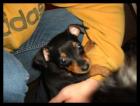 Zwerg-Pinscher 1.8. geboren