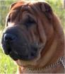 Sharpei Welpen erwartet