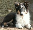 Bezaubernde Collies+Shelties, bei Hannover