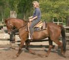 Reiten Reiten Reiten, bei Hannover