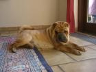 Shar-Pei Mädchen (Faltenhund) 19 Monate