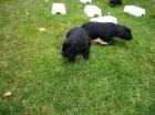 Flat coated Retriever