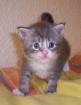 6 typvolle Maine Coon Kitten