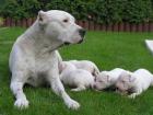 Dogo Argentino reinrassige Welpen