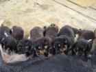 Rottweiler reinrassige Welpen o.Papiere