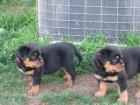 Spezielle Rottweiler Welpen