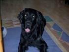 Flat Coated Retriever