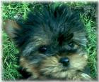 Yorkshire Terrier Welpen zu vergeben