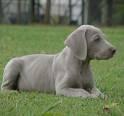 Weimaraner Welpen weiblich