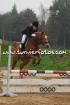 Haflinger Stute