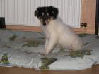 American Line und White Colliewelpen mit Papieren