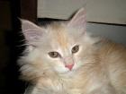 Maine Coon Kitten