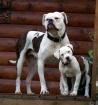 American Bulldog Welpe (Hündin)