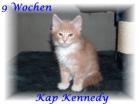 Maine Coon Kater Kap Kennedy of Magic Palace