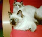 Ragdoll bei de Borgione