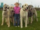 Irish Wolfhound von Koppas Hof