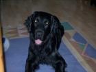 Flat-Coated-Retriever