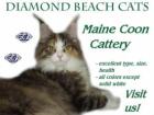 Diamond Beach MAINE COON CATS