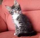 Diamond Beach MAINE COON Katzenkinder abzugeben