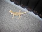 Biete Pogona vitticeps