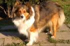 Sheltie-Wurf