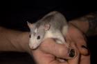 12 junge Husky Ratten, handzahm