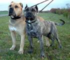 Dogo Canario