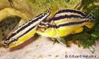 SELTEN !! Malawi Buntbarsch melanochromis auratus