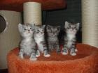 Traumhafte Maine Coon Babys