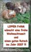 Lockige Baby-Meerschweinchen von2021! :-)