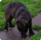 English bulldog olde type