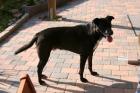 Kinderlieber, katzenfreundlicher Labrador Mix