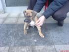 3 Boxermix welpen