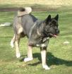 American Akita Bandit sucht ein neues zu Hause