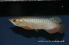 Asiatische Arowanas (Drachenfische)