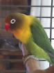 Die Unzertrennlichen (Agapornis) - kleine afrikanischen Papageien