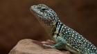 Halsbandleguan mit terrarium