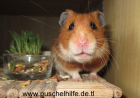 Tierschutzhamster suchen ein Zuhause