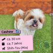 Cashew (m), 7 Jahre, 30 cm, Slowakei