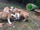 Englisch Bulldoggen Welpen suchen ein Zuhause