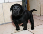  Labrador Welpen blond und schwarz