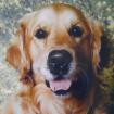 Suche Golden Retriever /Golden Retrievermix