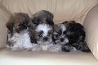 Shih- tzu kleine Hunde