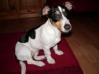 Jack Russel Hündin Paula 7 Monate