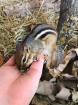 Streifenhörnchen  Tamias striatus , 1,5 Jahre