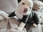 Zwei Old English Bulldog Welpen OEB